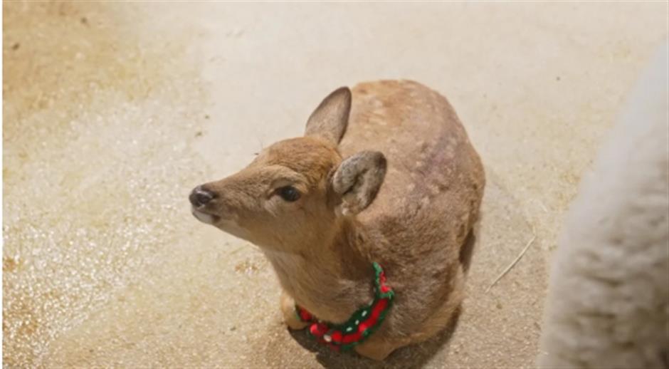 上海市區的商場裡,竟然還有室內動物園!快來與「頂流」小可愛沉浸式互動→