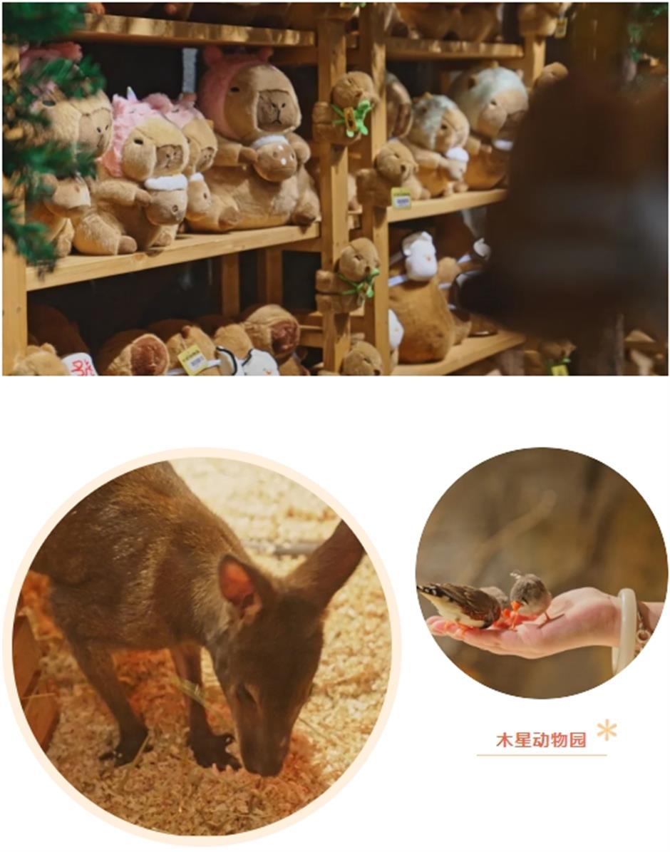 上海市區的商場裡,竟然還有室內動物園!快來與「頂流」小可愛沉浸式互動→