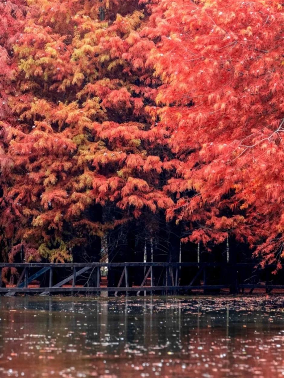 紅了!油畫般的秘境,免費打卡