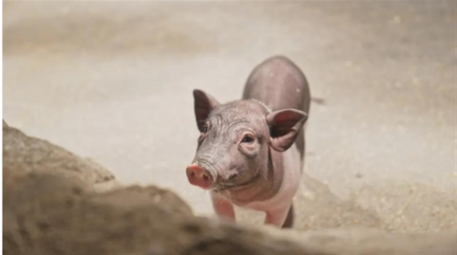 上海市區的商場裡,竟然還有室內動物園!快來與「頂流」小可愛沉浸式互動→