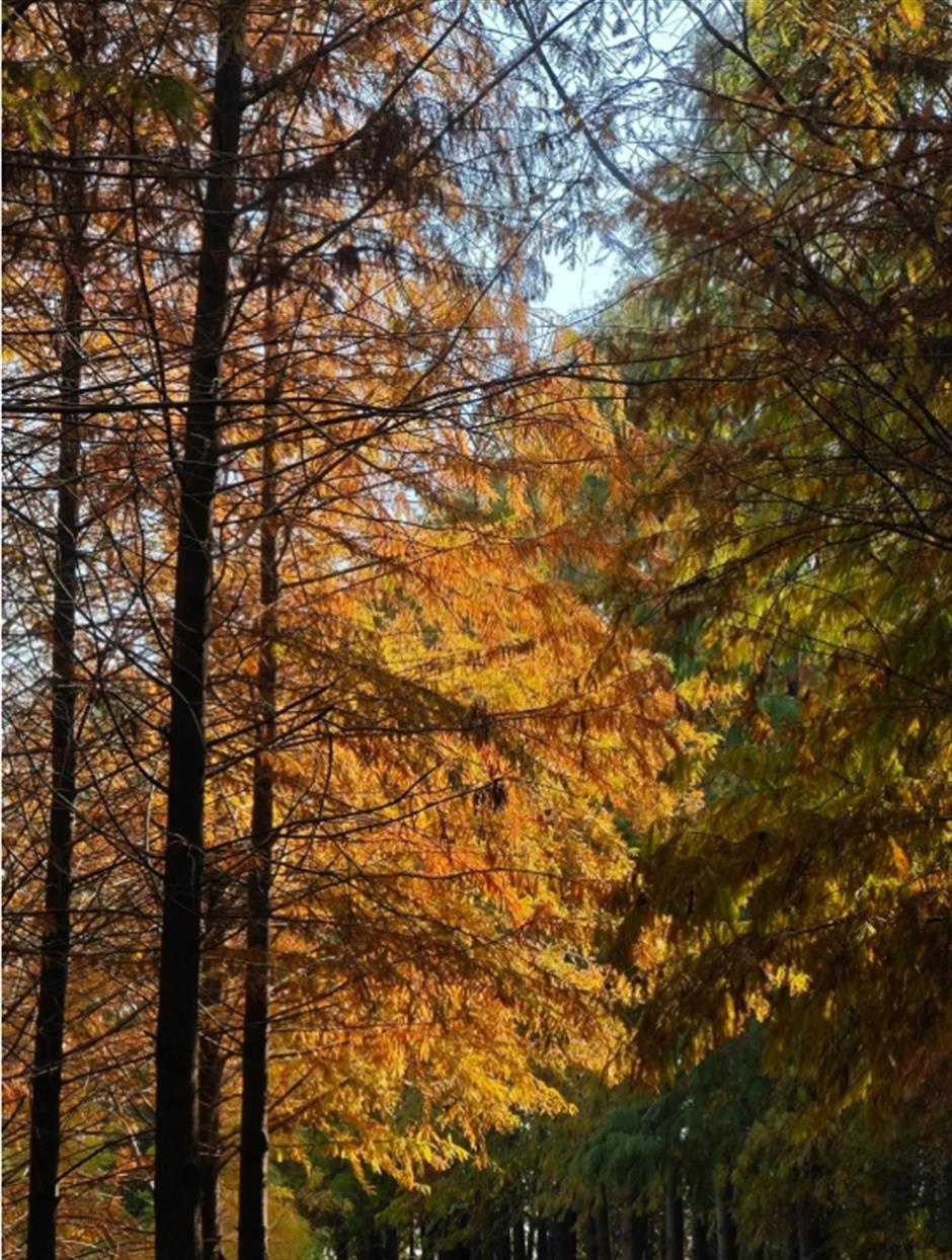 紅了!油畫般的秘境,免費打卡