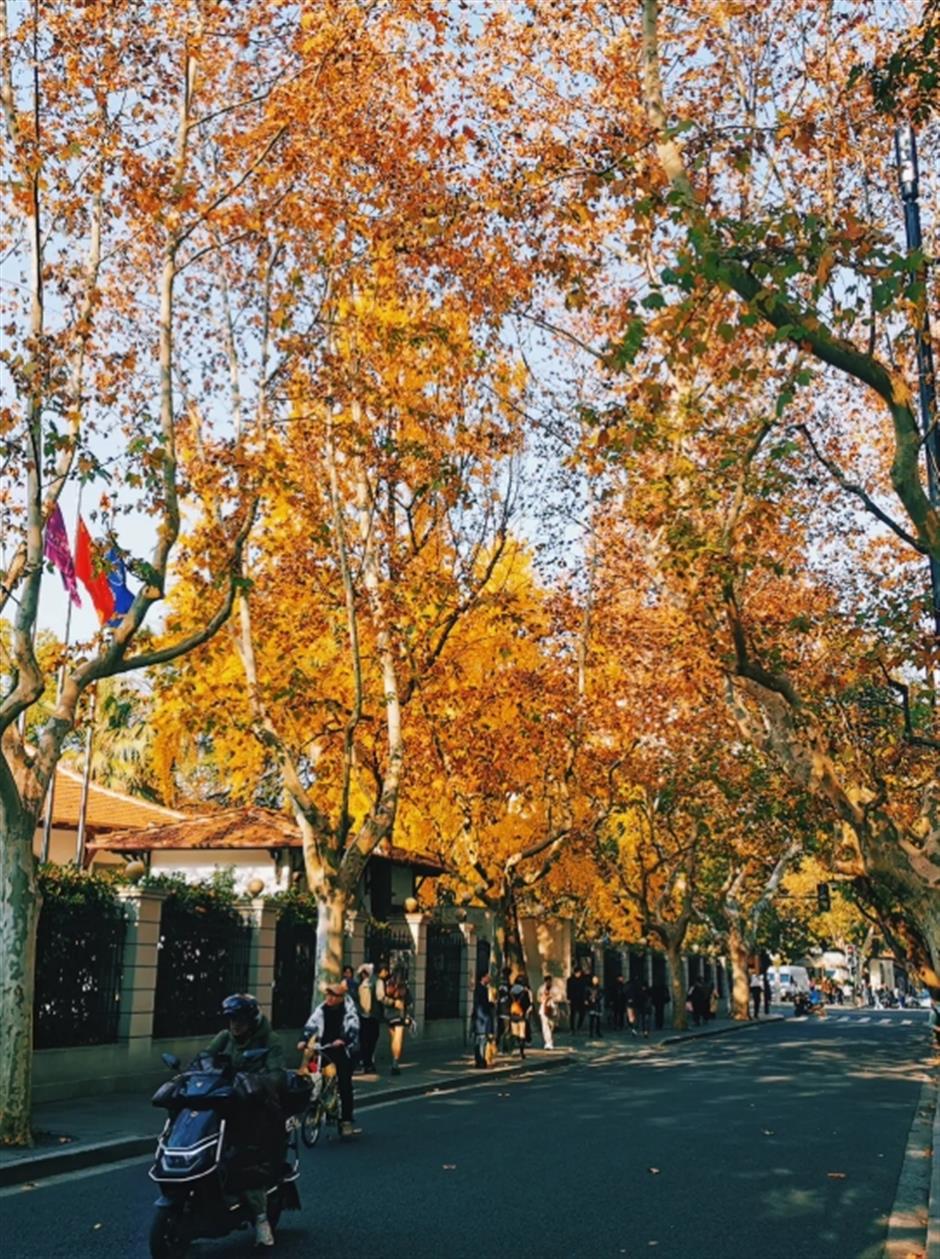 初冬的梧桐树下顶流,怎么可以这么美!