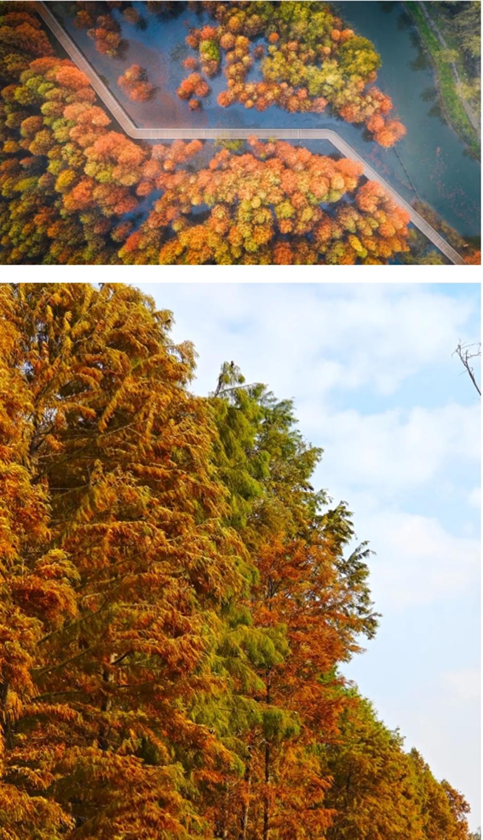 紅了!油畫般的秘境,免費打卡