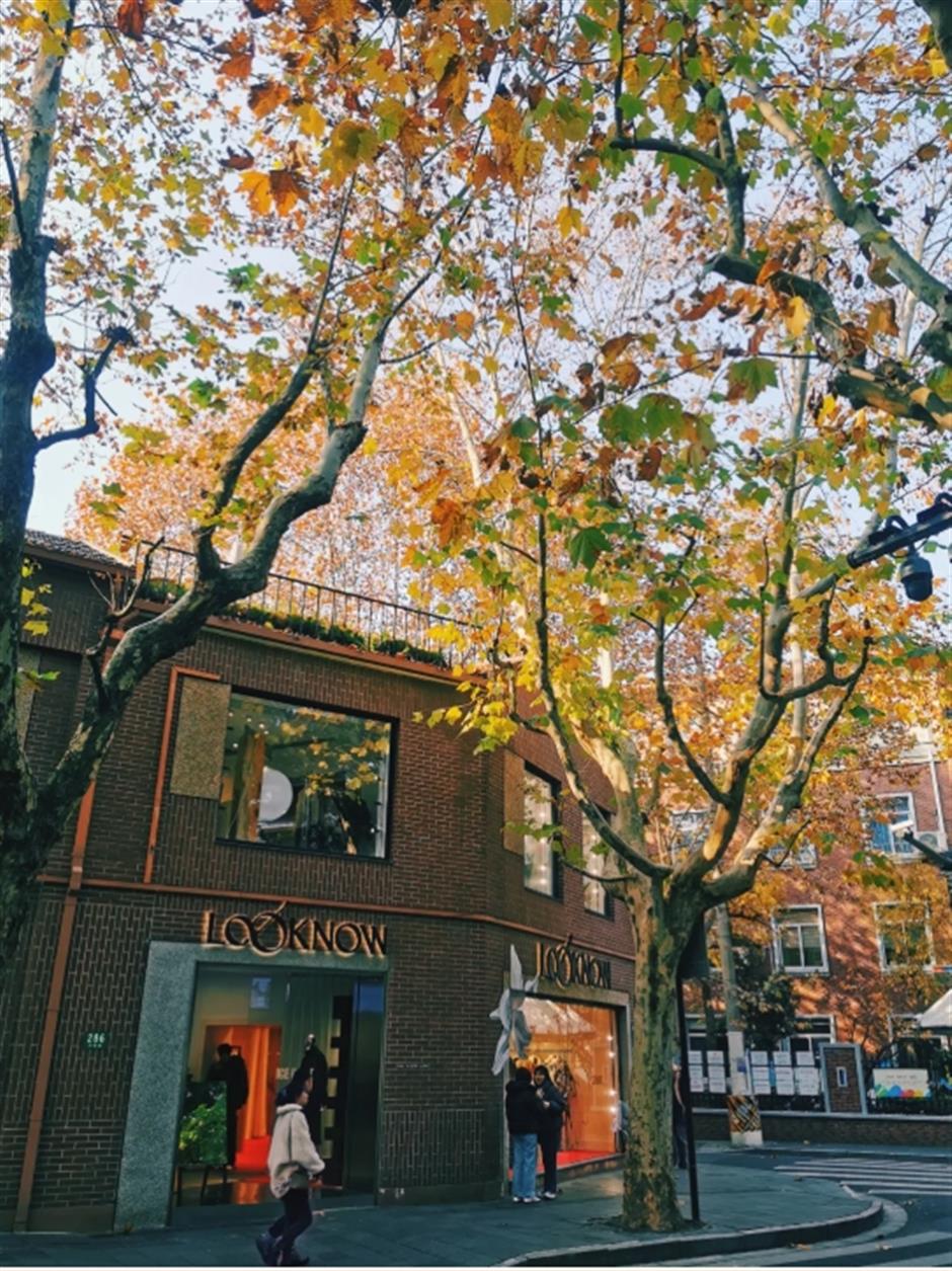 初冬的梧桐树下顶流,怎么可以这么美!