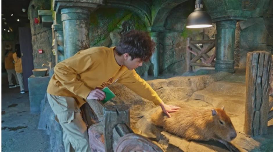 上海市區的商場裡,竟然還有室內動物園!快來與「頂流」小可愛沉浸式互動→