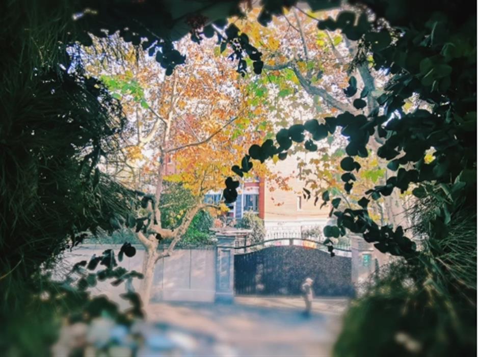 初冬的梧桐树下顶流,怎么可以这么美!