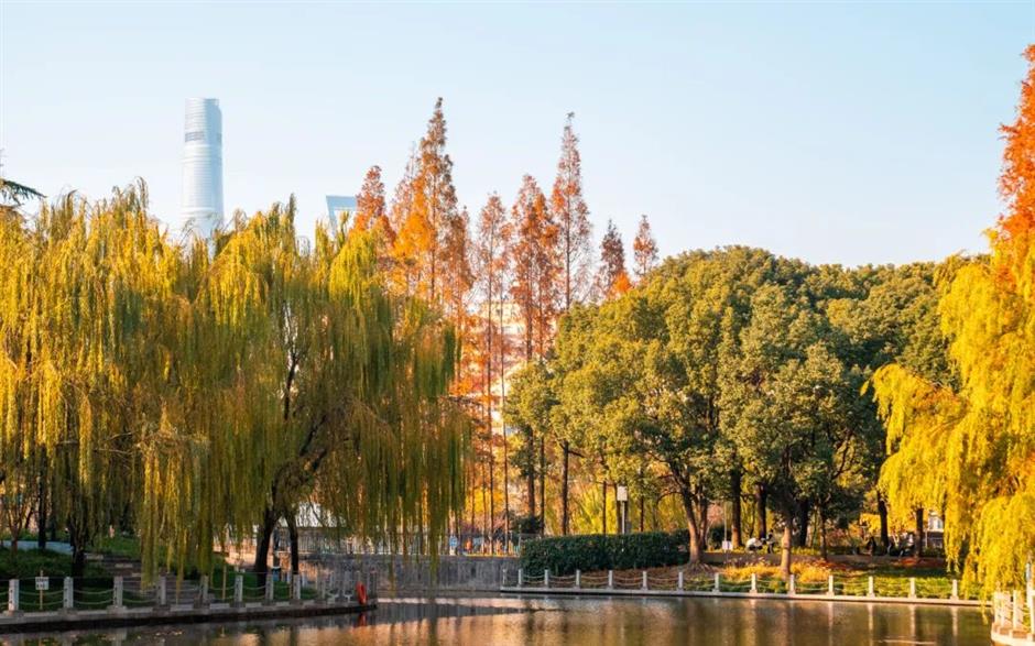 上海市區的小眾公園,竟然也有絕美水杉秘境!還能和三件套同框→