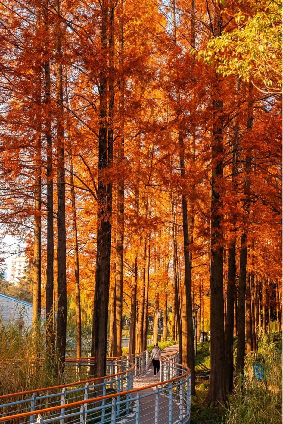 上海市區的小眾公園,竟然也有絕美水杉秘境!還能和三件套同框→