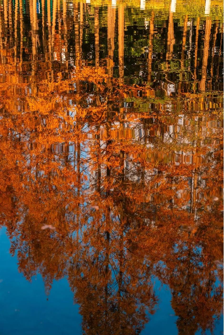 上海市區的小眾公園,竟然也有絕美水杉秘境!還能和三件套同框→