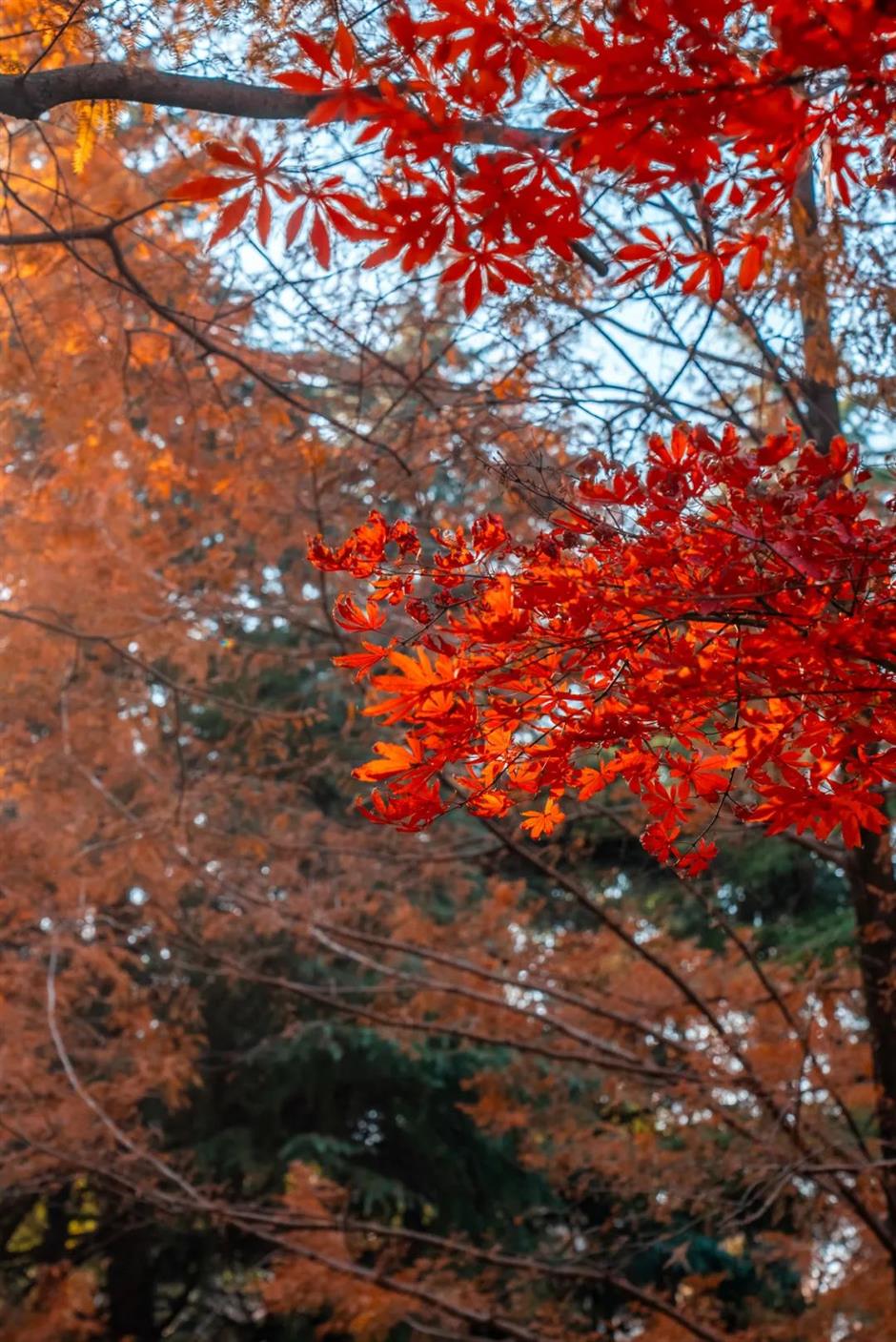 上海市區的小眾公園,竟然也有絕美水杉秘境!還能和三件套同框→