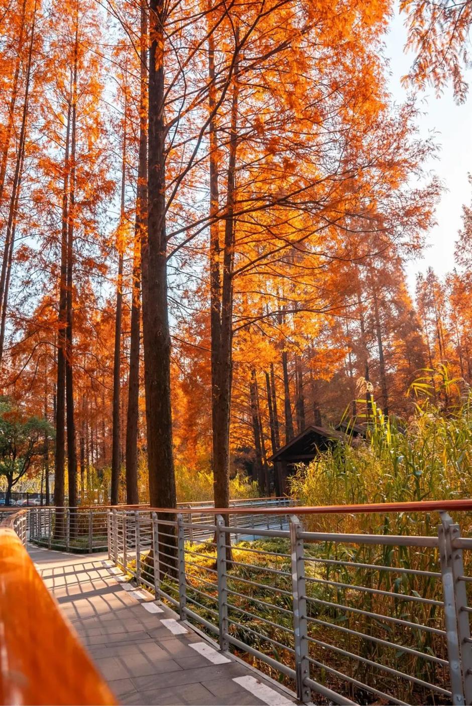 上海市區的小眾公園,竟然也有絕美水杉秘境!還能和三件套同框→