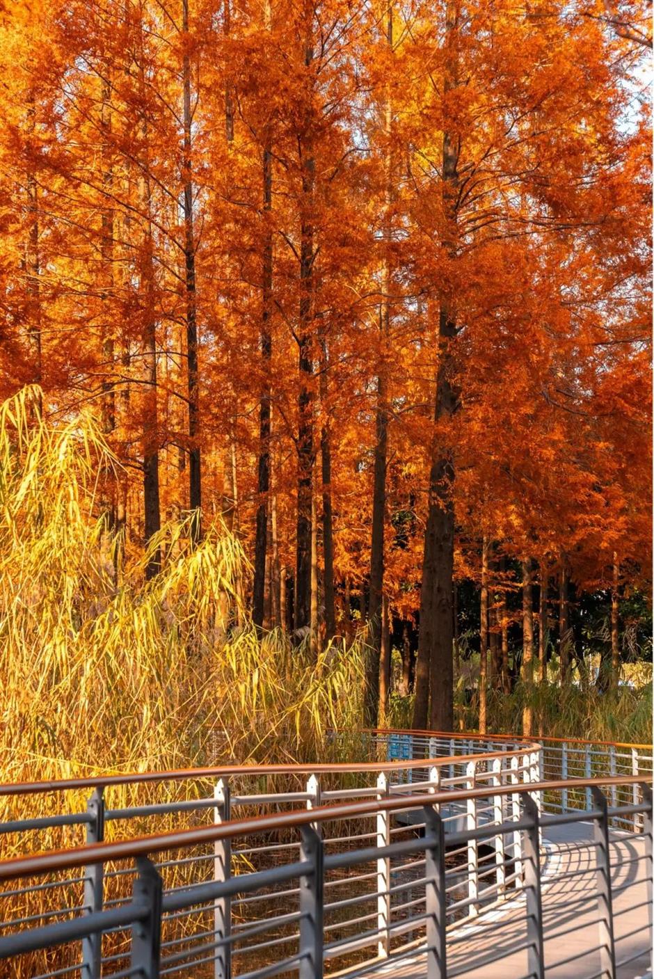 上海市區的小眾公園,竟然也有絕美水杉秘境!還能和三件套同框→