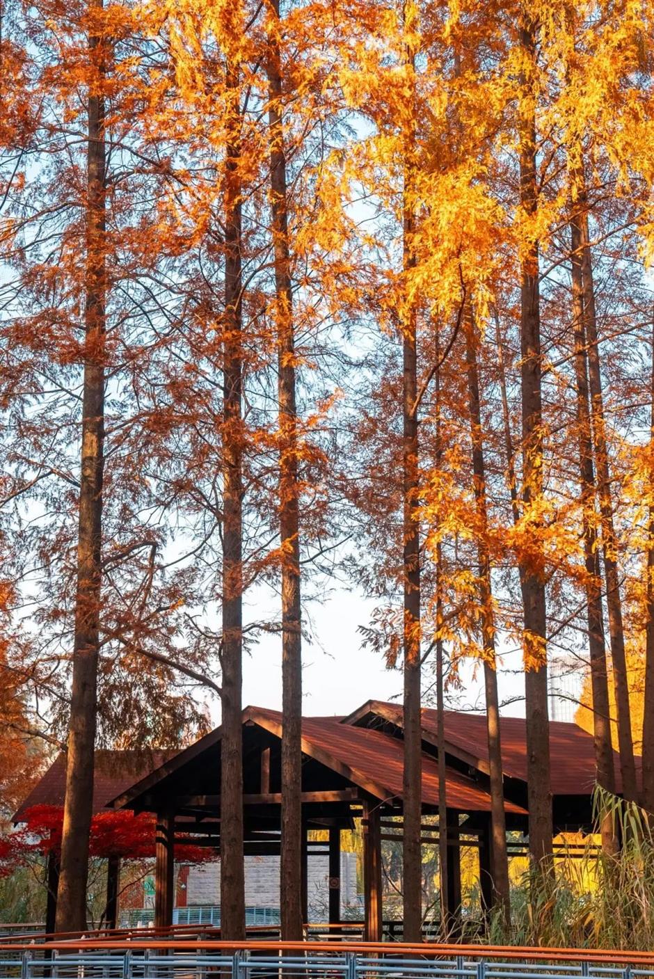 上海市區的小眾公園,竟然也有絕美水杉秘境!還能和三件套同框→