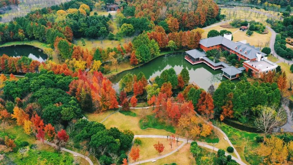 树叶五彩斑斓、蜡梅初露