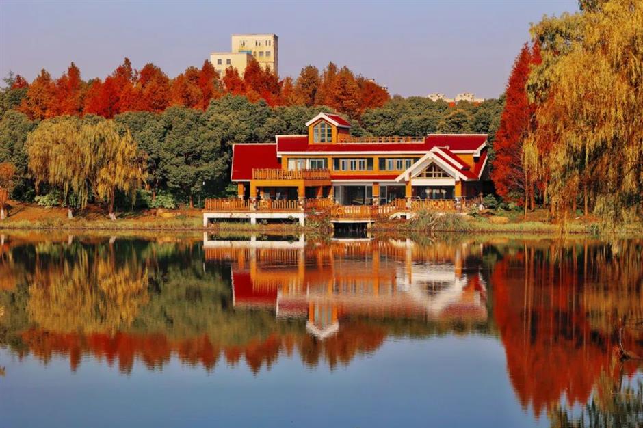 树叶五彩斑斓、蜡梅初露