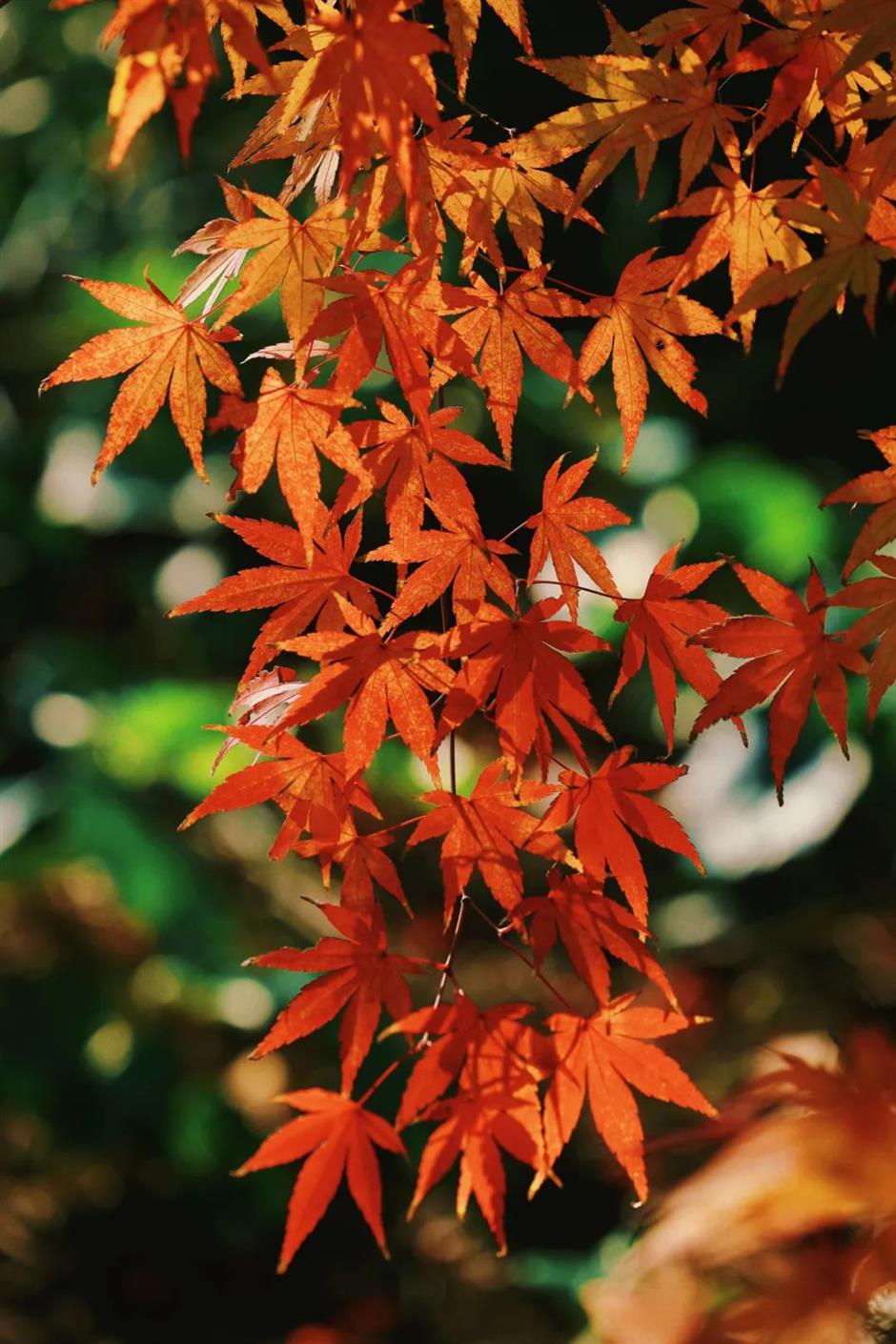 树叶五彩斑斓、蜡梅初露