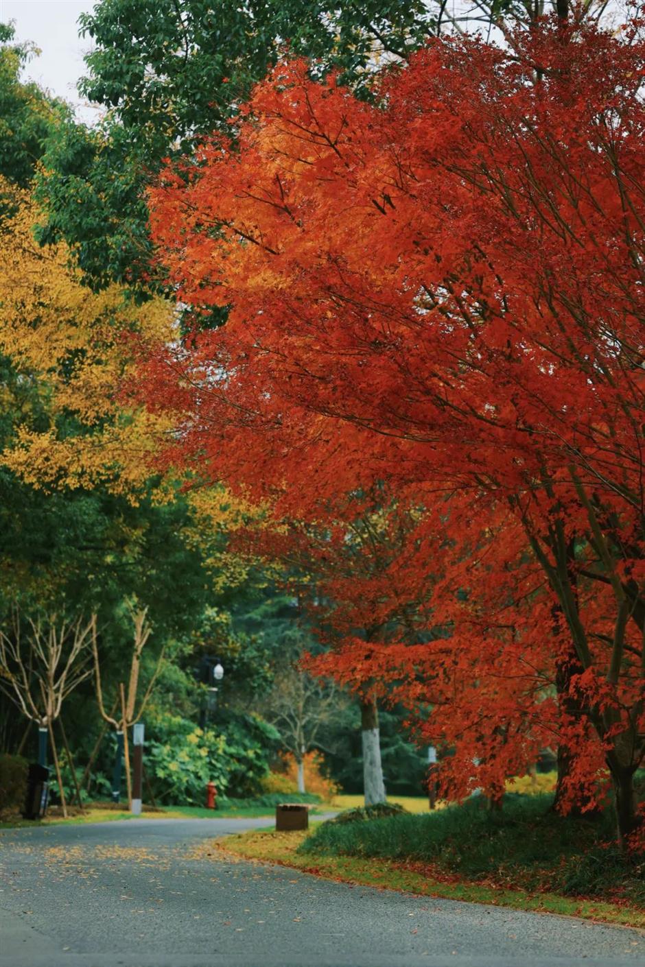 树叶五彩斑斓、蜡梅初露