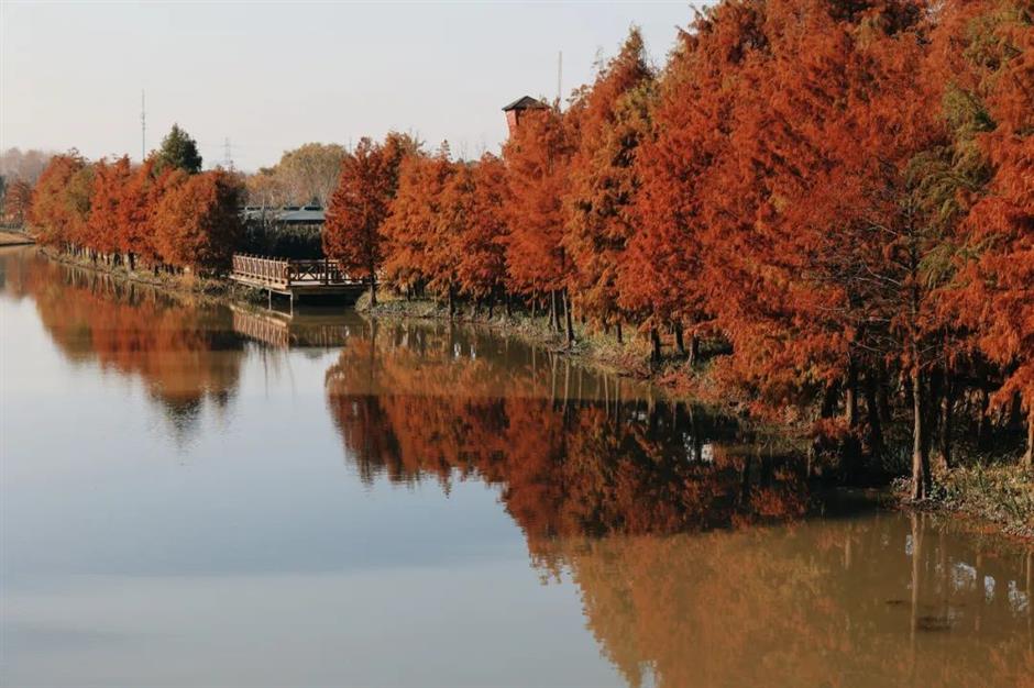 树叶五彩斑斓、蜡梅初露