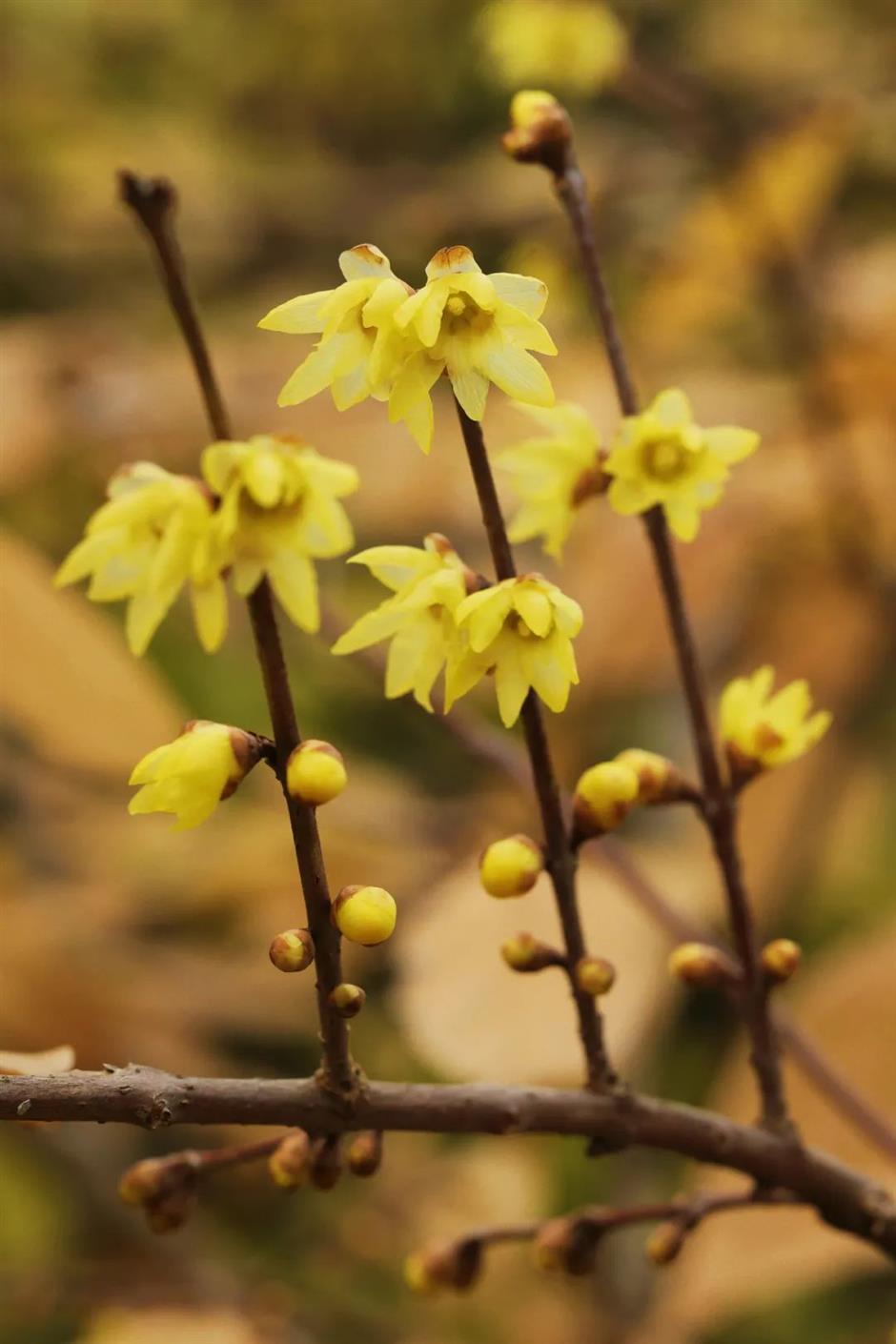 树叶五彩斑斓、蜡梅初露