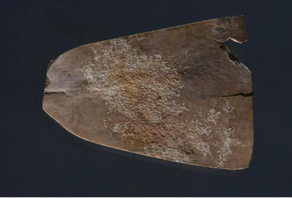 2025年,到上海博物馆看什么?