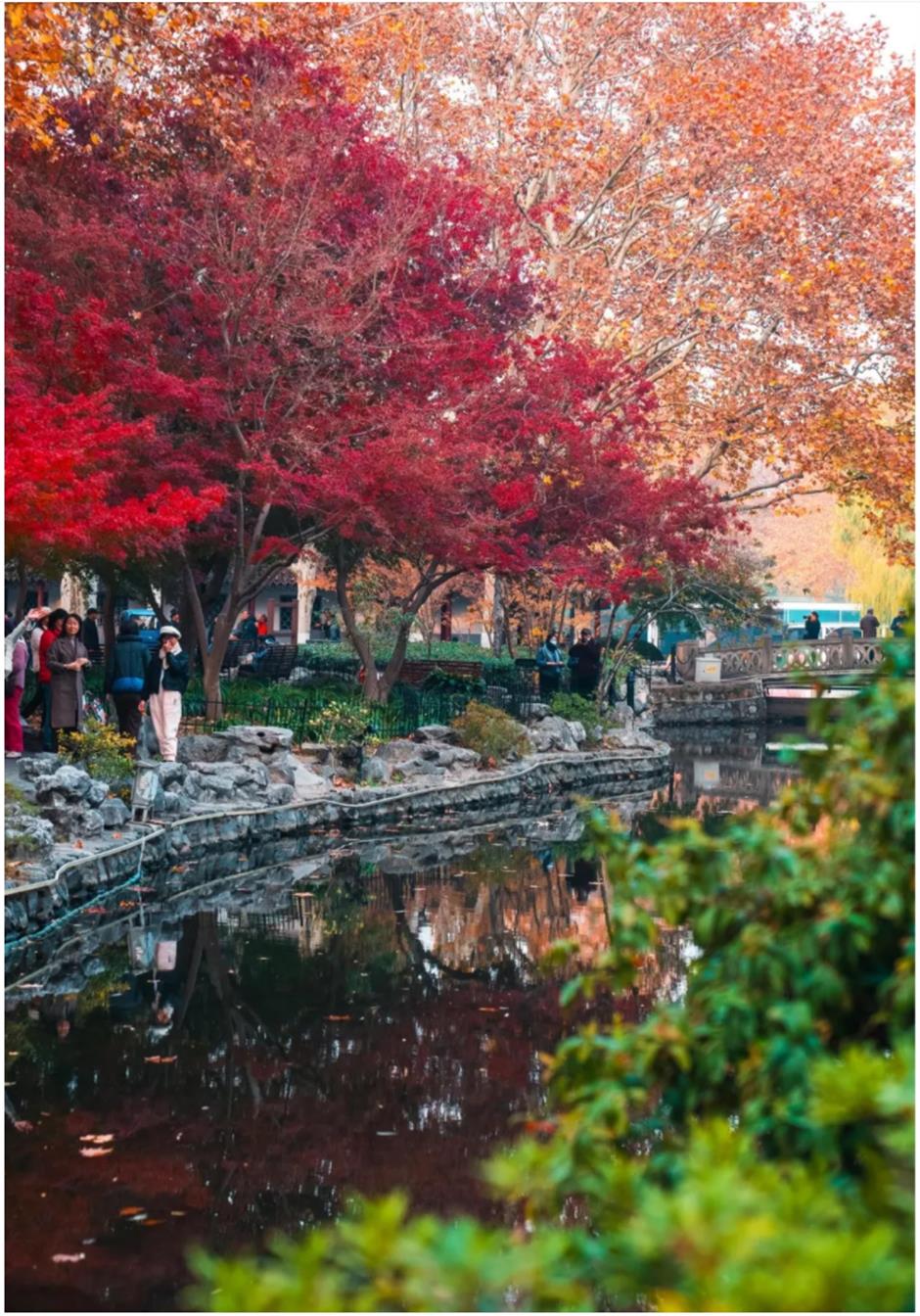 上海赏枫天花板!绝美