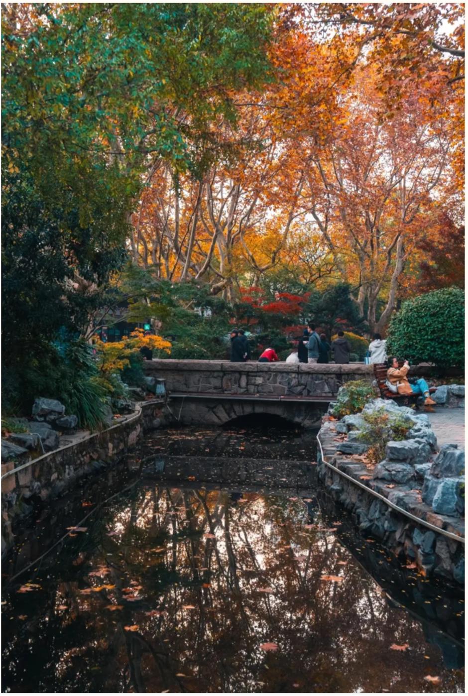 上海赏枫天花板!绝美