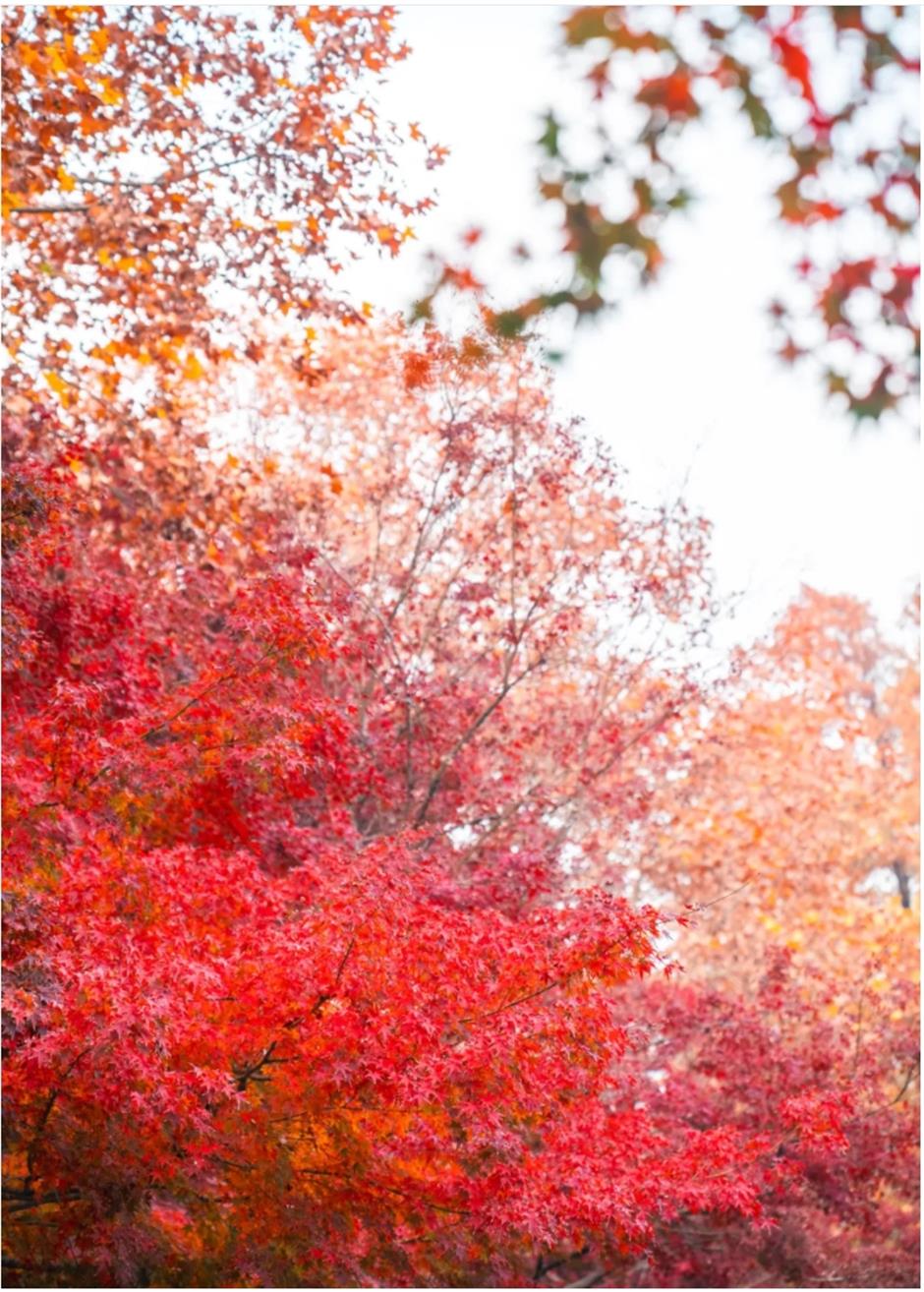 上海赏枫天花板!绝美