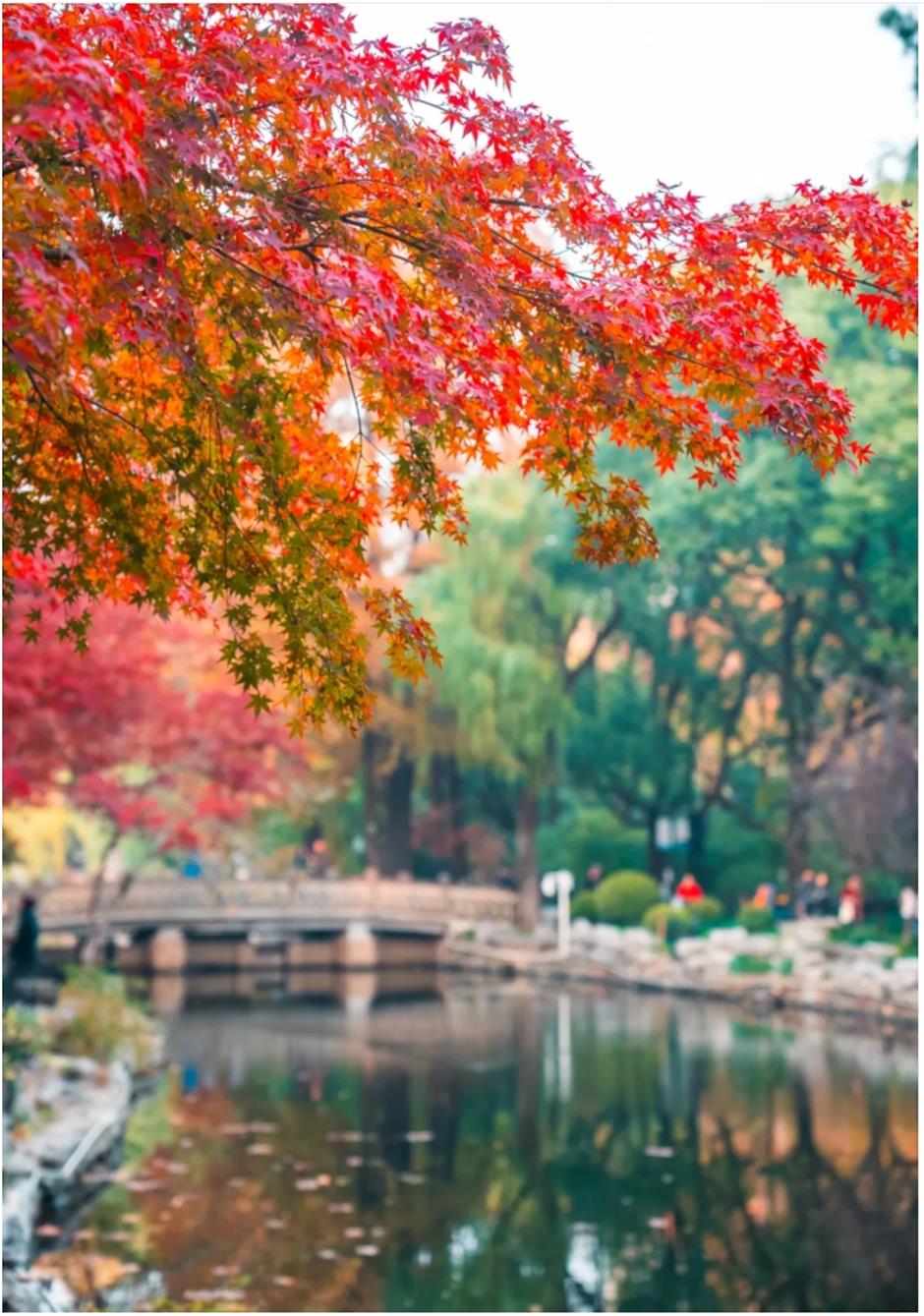 上海赏枫天花板!绝美