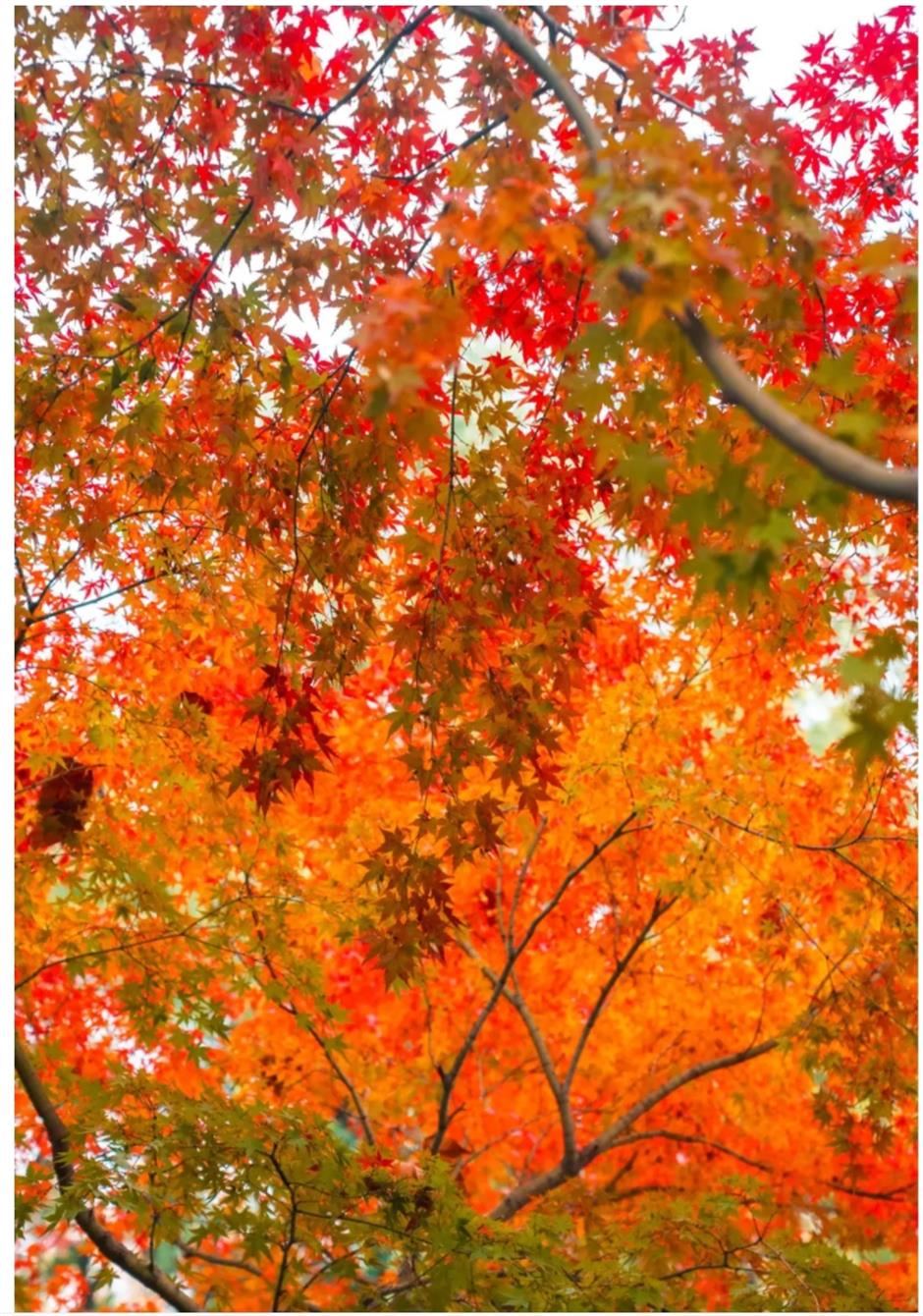 上海赏枫天花板!绝美