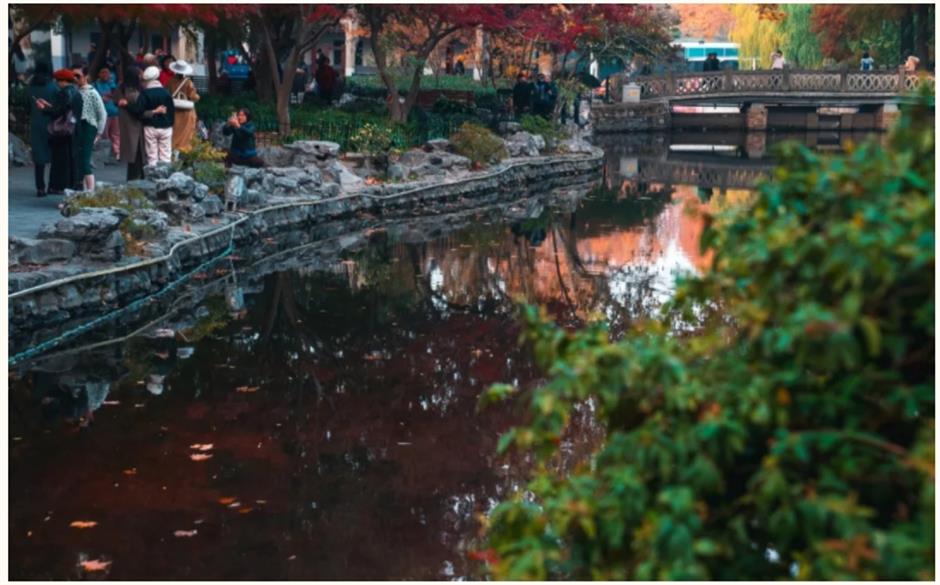 上海赏枫天花板!绝美