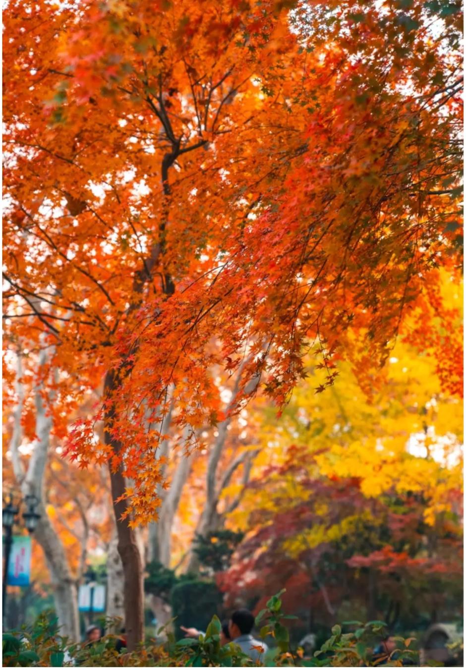 上海赏枫天花板!绝美