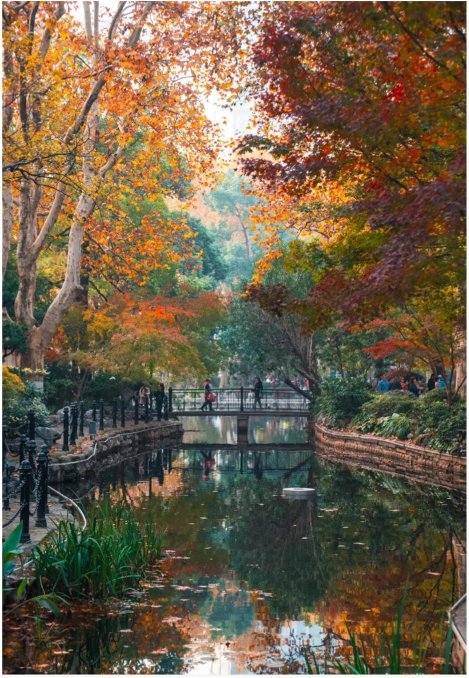 上海赏枫天花板!绝美