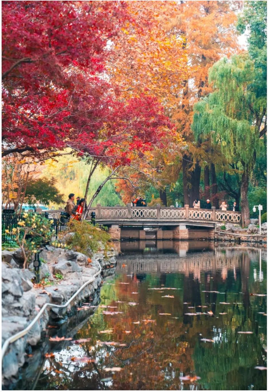 上海赏枫天花板!绝美