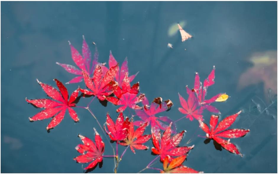 上海赏枫天花板!绝美
