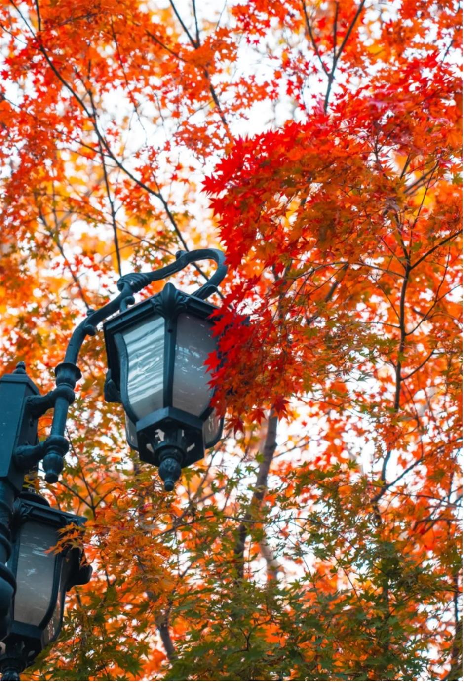 上海赏枫天花板!绝美