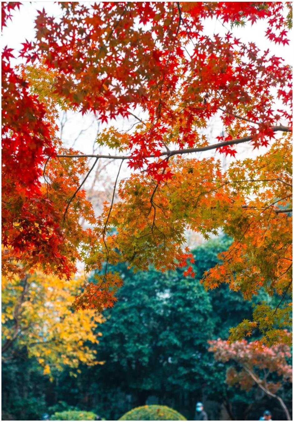 上海赏枫天花板!绝美