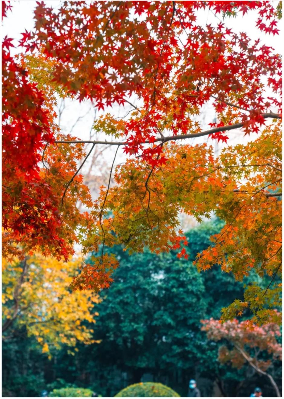 上海赏枫天花板!绝美