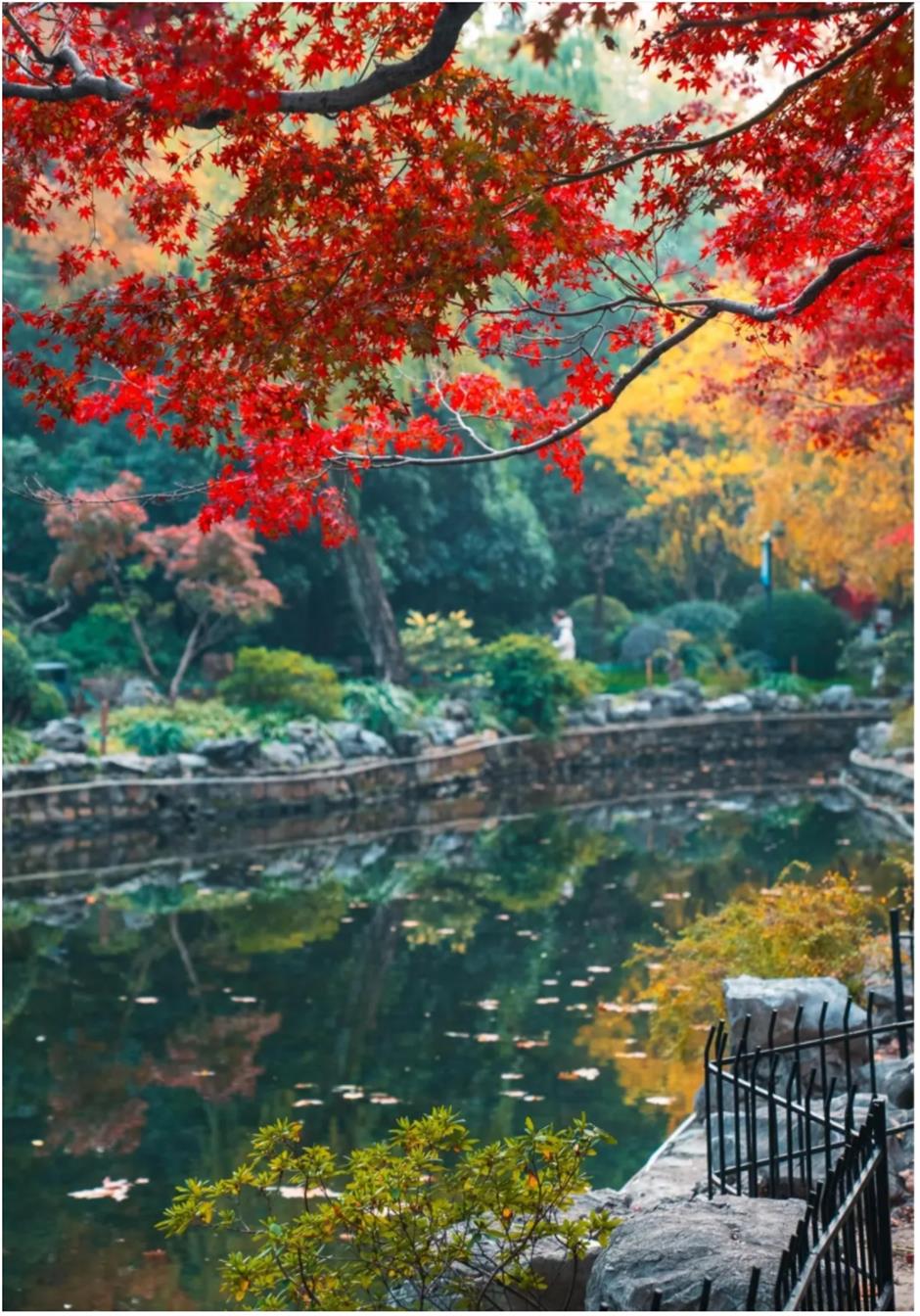 上海赏枫天花板!绝美