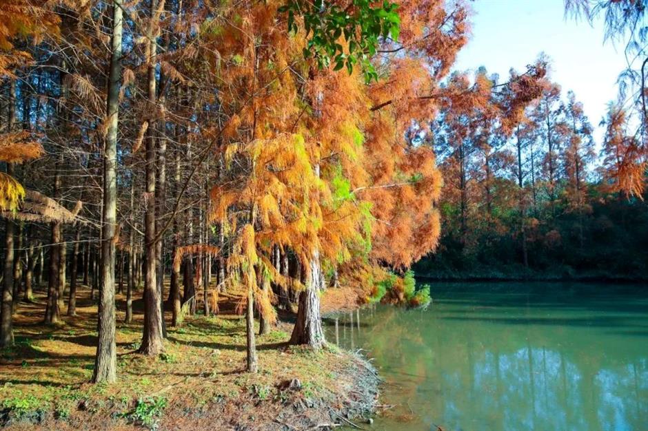 最佳观赏期！冬日郊野公园美成油画
