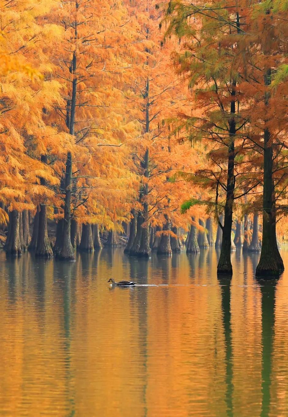 最佳观赏期！冬日郊野公园美成油画