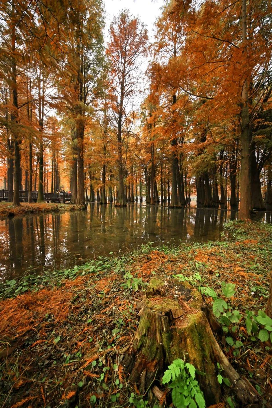 最佳观赏期！冬日郊野公园美成油画