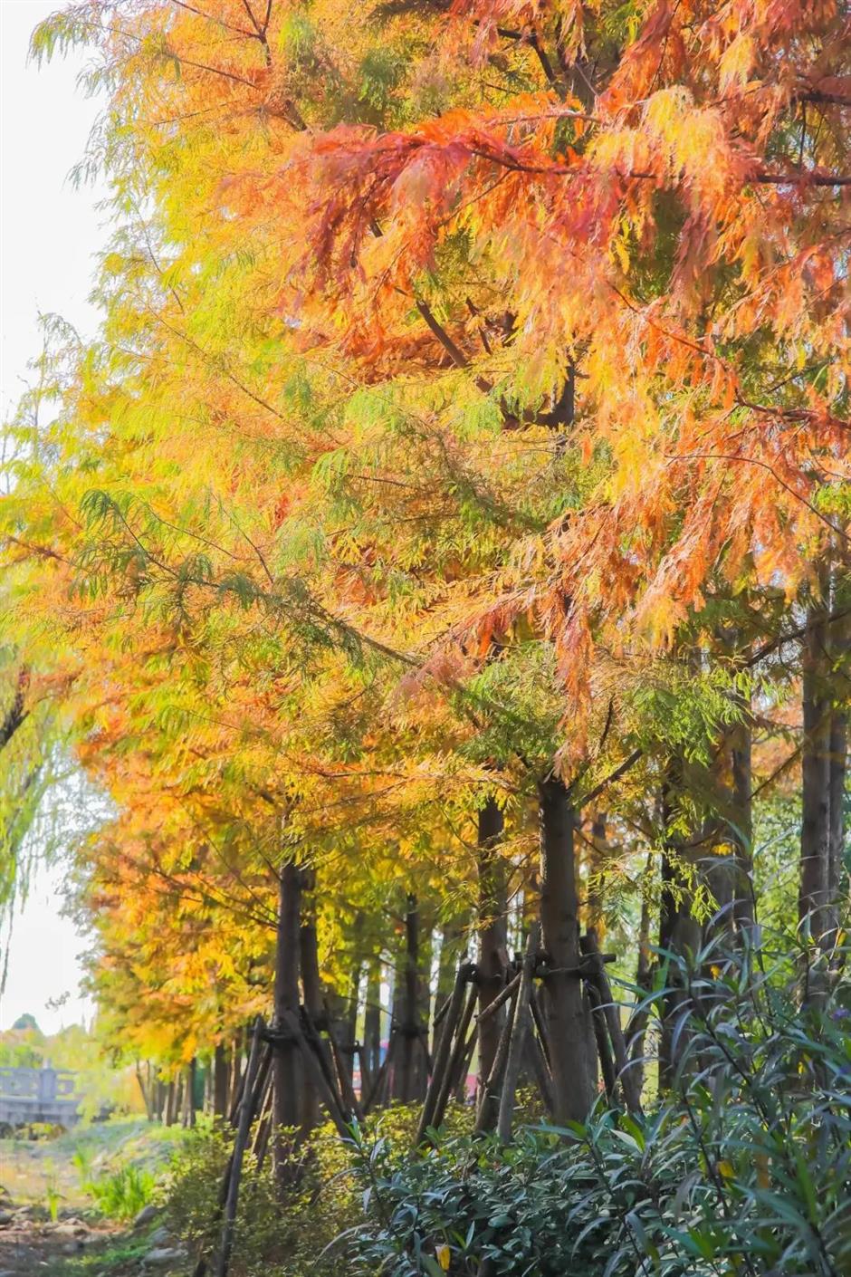 最佳观赏期！冬日郊野公园美成油画