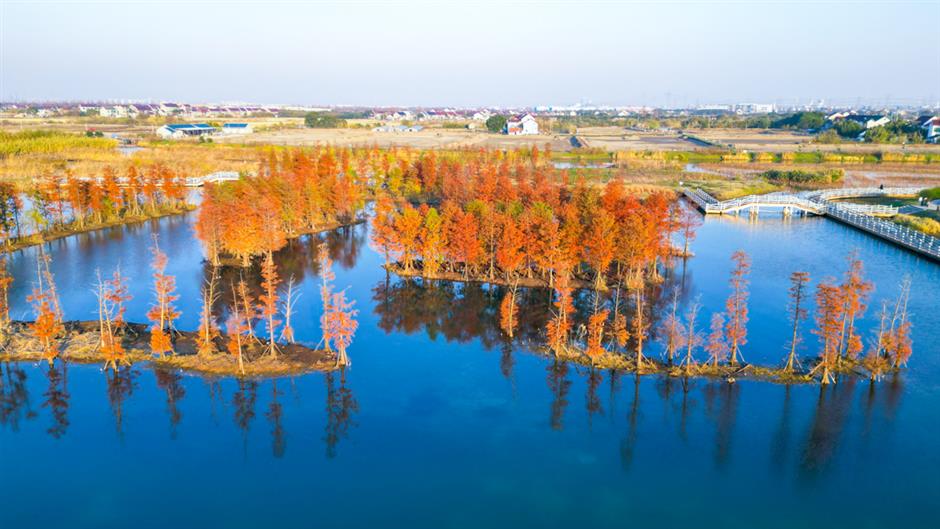 最佳观赏期！冬日郊野公园美成油画