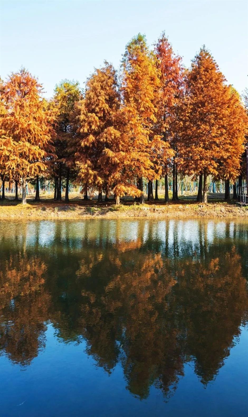 最佳观赏期！冬日郊野公园美成油画