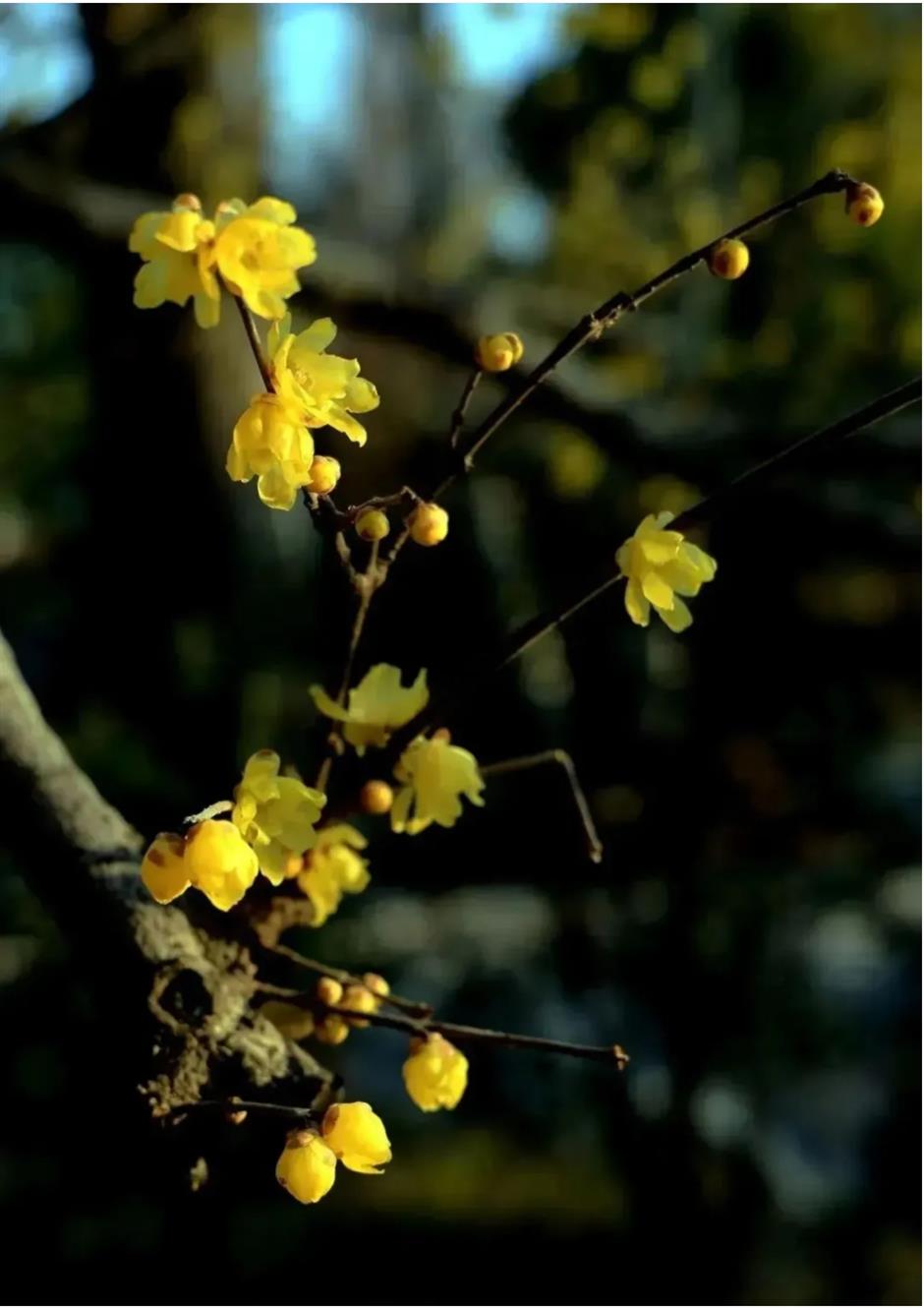 2025第一缕花香~千余株腊梅绽放在上海这个免费公园!