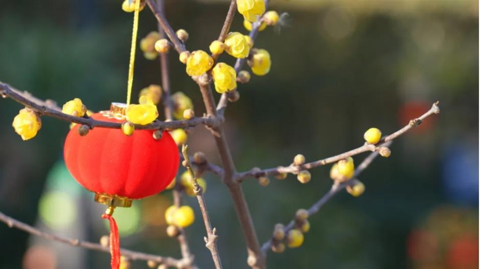 2025第一缕花香~千余株腊梅绽放在上海这个免费公园!