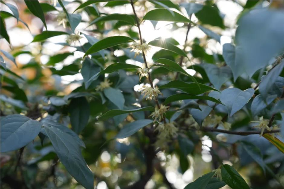 2025第一缕花香~千余株腊梅绽放在上海这个免费公园!