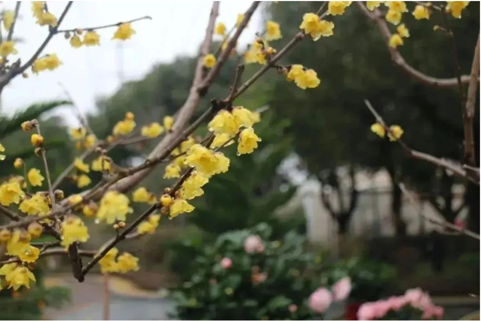 2025第一缕花香~千余株腊梅绽放在上海这个免费公园!