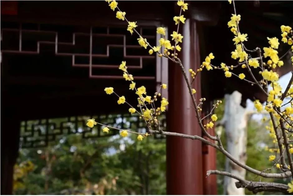 2025第一缕花香~千余株腊梅绽放在上海这个免费公园!