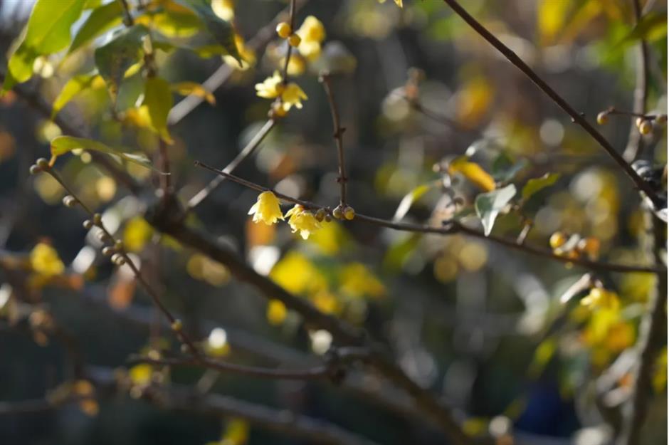 2025第一缕花香~千余株腊梅绽放在上海这个免费公园!